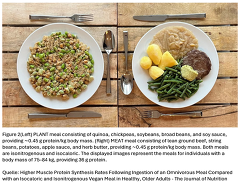 Higher Muscle Protein Synthesis Rates Following Ingestion of an Omnivorous Meal Compared with an Isocaloric and Isonitrogenous Vegan Meal in Healthy, Older Adults - The Journal of Nutrition Higher Muscle Protein Synthesis Rates Following Ingestion of an Omnivorous Meal Compared with an Isocaloric and Isonitrogenous Vegan Meal in Healthy, Older Adults - The Journal of Nutrition