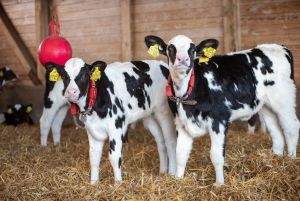 Milkfluencer
&copy; Dorothee Warder